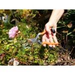 Garten PRIMUS Ersatzfeder für "RosenWunderschere"