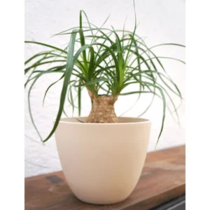 Poétic Pfanzgefäß GAIA ZEBRA, Durchmesser: 145 mm, baumwolle