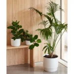 orthex Blumentopf PAULINA, Durchmesser: 140 mm, schwarz