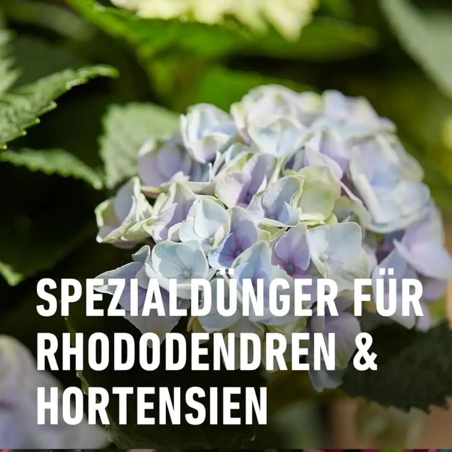 COMPO Rhodo- und Hortensien-Vital, 1 kg, fördert blühende Pflanzenpracht für gesunde Rhododendren und Hortensien.