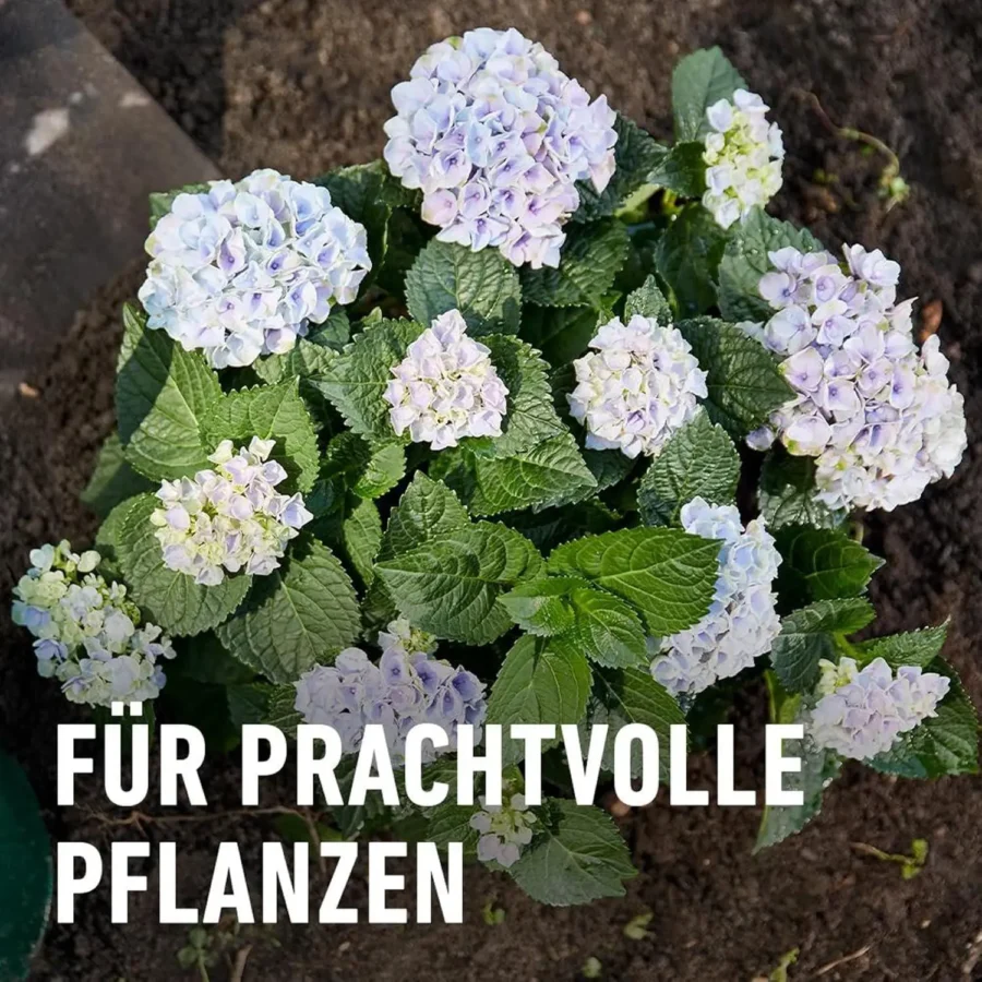 COMPO Rhododendron- und Hortensien-Vital, 1 kg, fördert kräftiges Wachstum und üppige Blüten für gesunde Pflanzen im Garten.