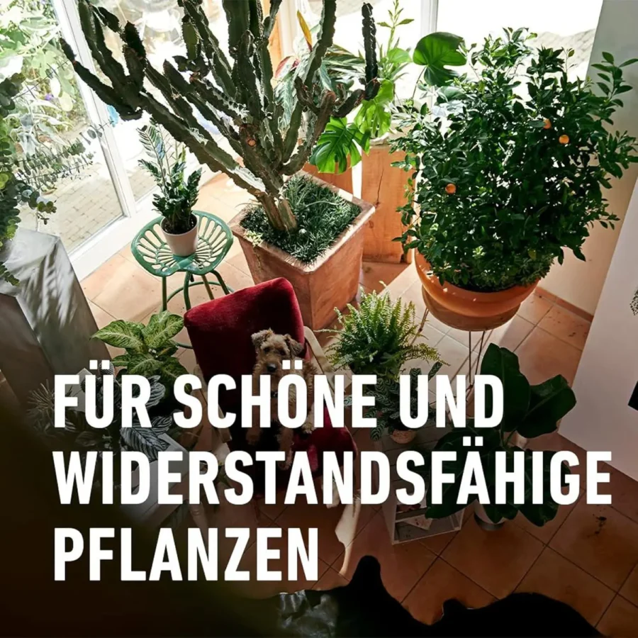COMPO Blumendünger mit Guano, 1,3 Liter, fördert üppiges Pflanzenwachstum für gesunde Blumen und Pflanze.