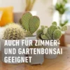 COMPO Kakteen- und Sukkulentendünger, 250 ml Dosierflasche, ideal für kräftige Pflanzen und gesundes Wachstum.