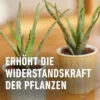 COMPO Kakteen- und Sukkulentendünger, 250 ml Dosierflasche, ideal für gesunde Pflanzenpflege und optimales Wachstum von Sukkulenten und Kakteen.