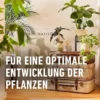 COMPO Kakteen- und Sukkulentendünger, 250 ml, ideal für gesunde Pflanzen und einfaches Dosieren für optimale Pflege.