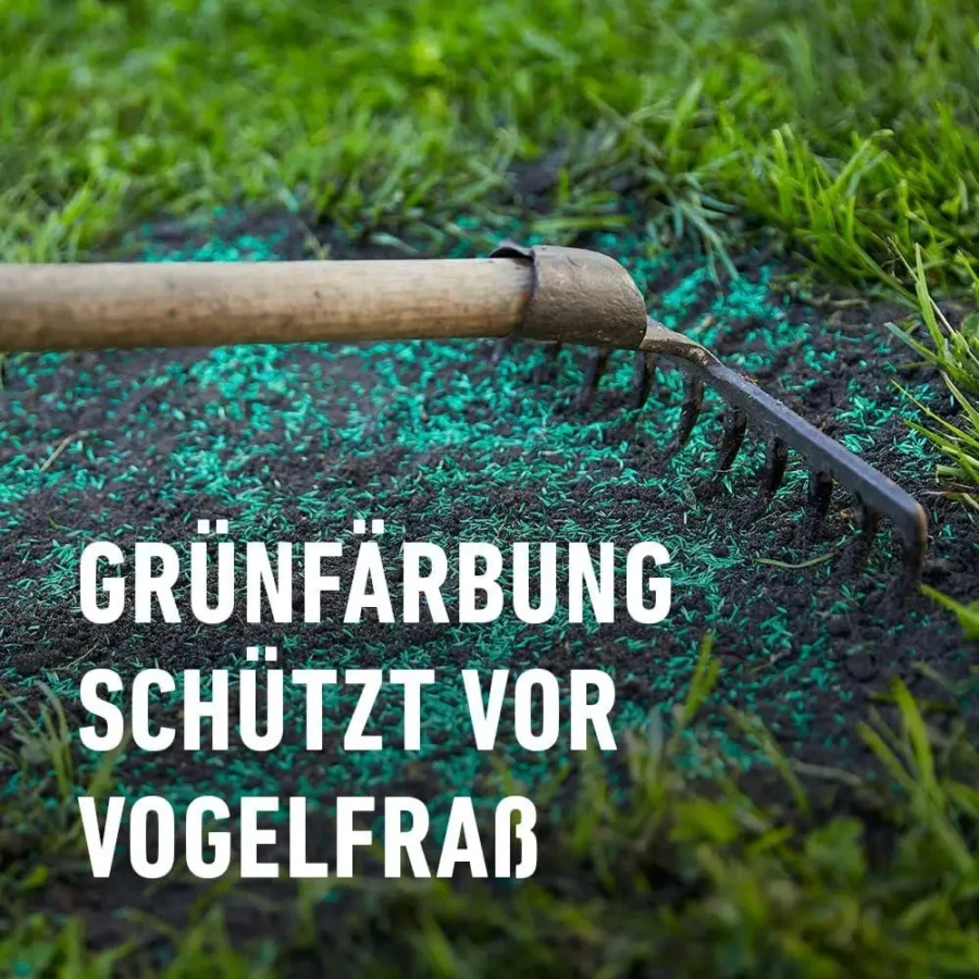 Schatten-Rasen, 1 kg für 50 qm, ideal für schattige Gartenbereiche, robuste Mischung für dichtes, grünes Wachstum.