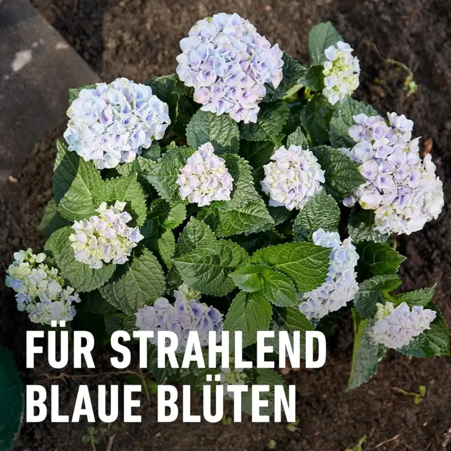 COMPO Spezialdünger für blaue Hortensien, 800 g, sorgt für kräftige Blüte und intensives Blau, ideal für Gartenliebhaber.