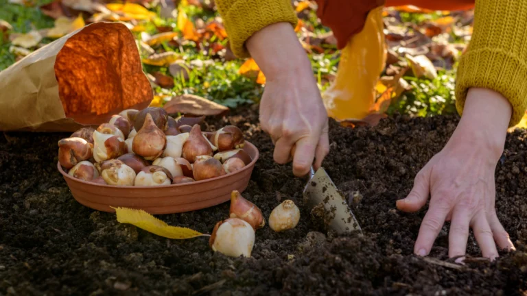 Beste Nachbarn für Zwiebel beim Pflanzen von Zwiebeln in Mischkultur im Gartenbeet