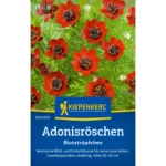 Adonisröschensamen Blutströpfchen