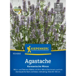 Agastache Koreanische Minze