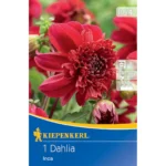 Anemonenblütige Dahlie Inka