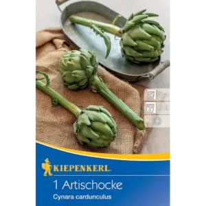 Artischocke Cynara cardunculus