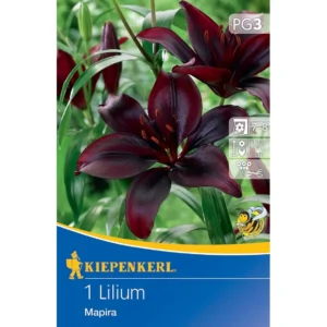 Asiatische Lilie Mapira
