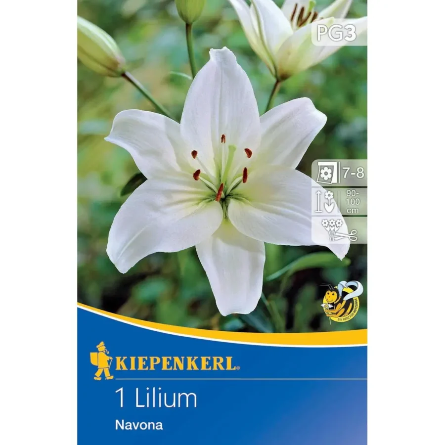 Kiepenkerl Asiatische Lilie Navona, elegante weiße Blüten, ideal für romantische Gärten, winterhart und pflegeleicht.