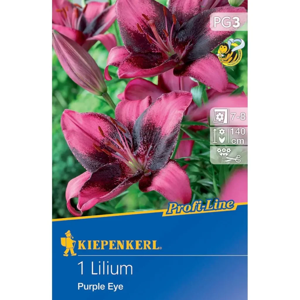 Asiatische Lilie Purple Eye, leuchtende lila Blüten, ideal für duftende Gärten und pflegeleichte Bepflanzung.
