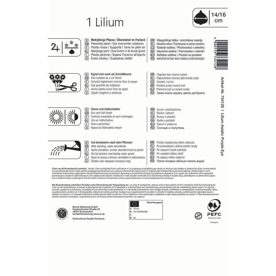 Kiepenkerl Asiatische Lilie Purple Eye, kräftige lila Blüten mit markantem dunklem Zentrum, ideal für farbenfrohe Gartenakzente.