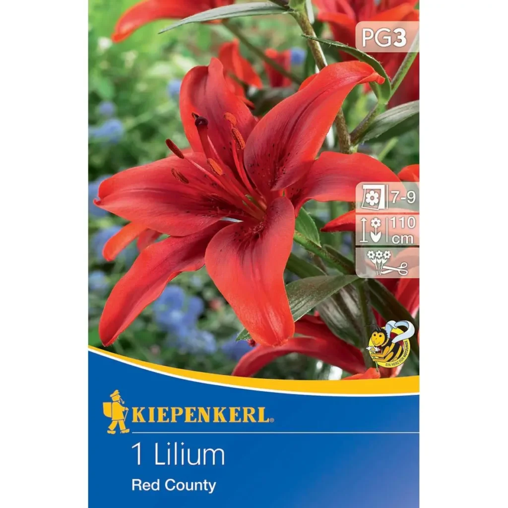 Kiepenkerl Asiatische Lilie Red County, leuchtend rot, ideale Bodendeckerblume für duftende Gärten, ca. 60 cm hoch.