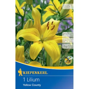 Asiatische Lilie Yellow County