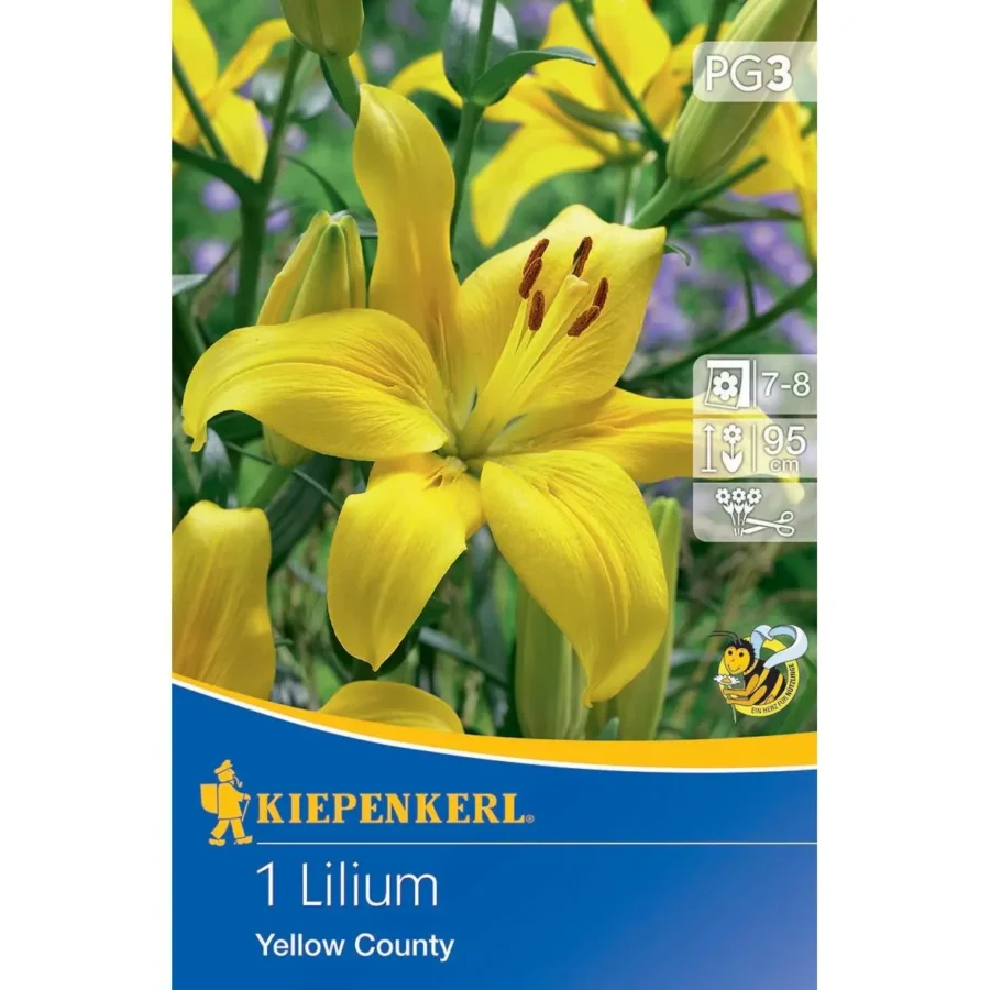Asiatische Lilie Yellow County, leuchtend gelb, perfekt für Gartenbeete und Balkon, pflegeleicht, langlebige Blütenpracht.