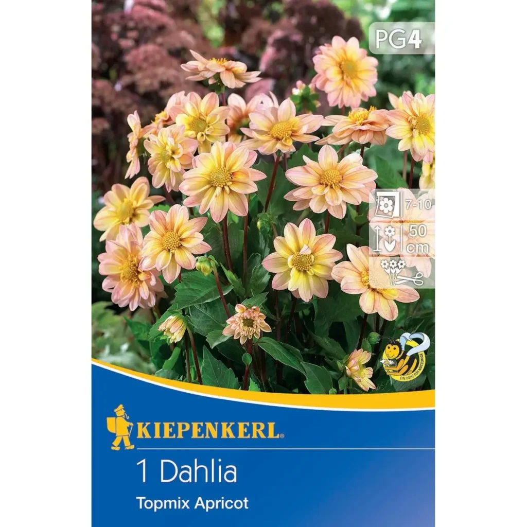 Kiepenkerl Baby-Dahlie Topmix Apricot, blühend in sanften Apricot-Tönen, ideal für Kübel und kleine Gärten, fördert bunte Gartenakzente.