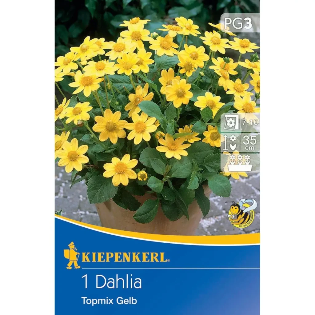 Kiepenkerl Baby-Dahlie Topmix Gelb, blühfreudige Blumenpracht für bunte Gartenbeete, unkompliziert in der Pflege, ideal für Balkon und Terrasse.