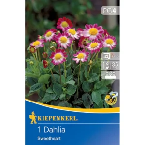 Baby-Dahlie Topmix Rosa mit Auge