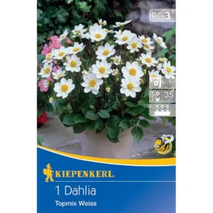 Baby-Dahlie Topmix Weiß