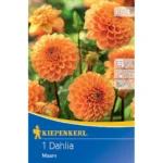 Ball-Dahlie Maarn