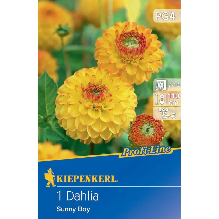Kiepenkerl Ball-Dahlie Sunny Boy in leuchtendem Gelb, perfekt für Gartenbeete und Kübel, robust und blühfreudig, ideal zur Verschönerung Ihres Außenbereichs.