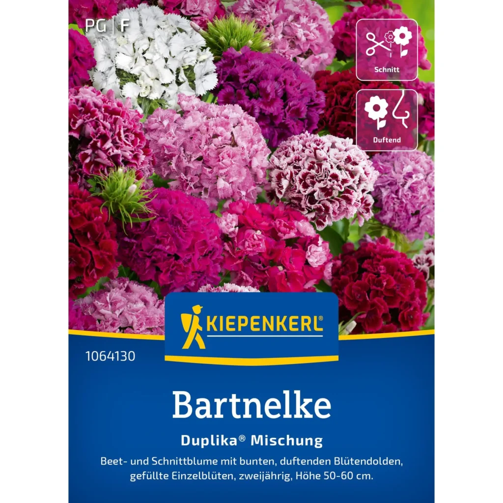 Kiepenkerl Bartnelke Duplika®-Mischung, lebendige Farbauswahl für bunte Gartenbeete, mehrjährige Blütenpracht, ideal für Beete und Rabatten.