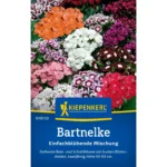 Bartnelkensamen Einfachblühende Mischung