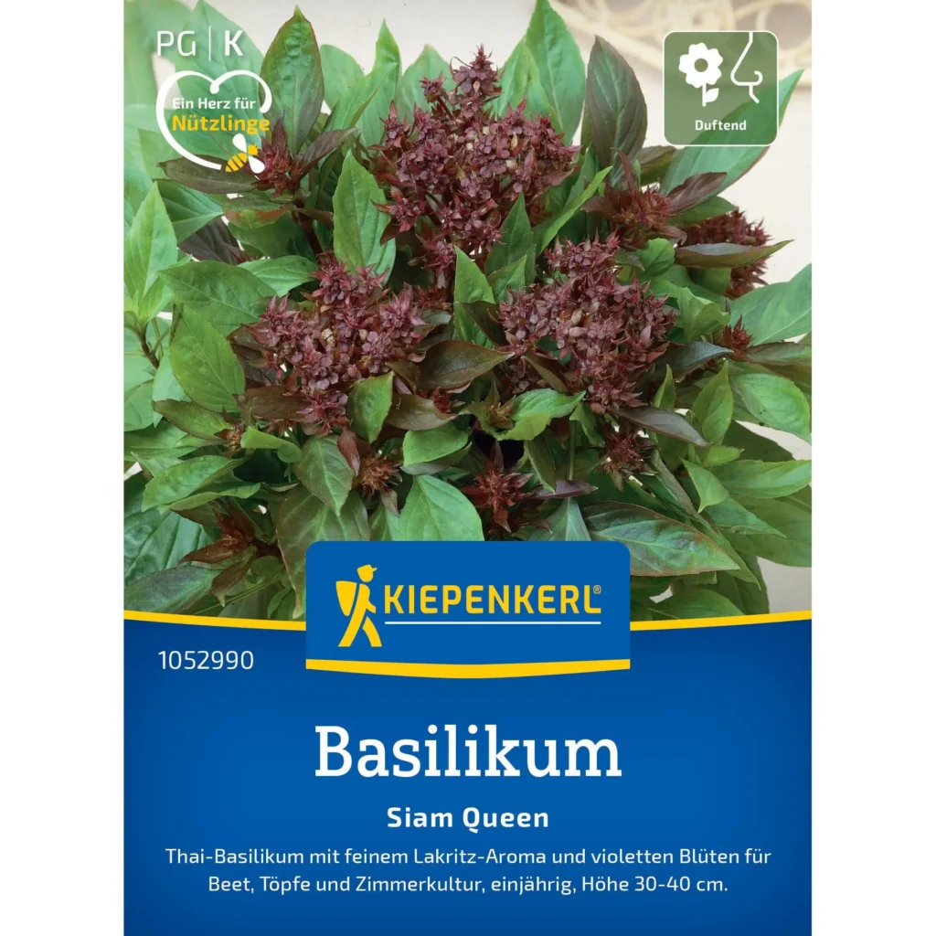 Kiepenkerl Basilikum Siam Queen, aromatische Kräuterpflanze, ideal für mediterrane Gerichte und Topfkulturen.