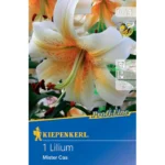 Baum-Lilie Mister Cas