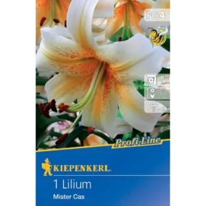 Baum-Lilie Mister Cas