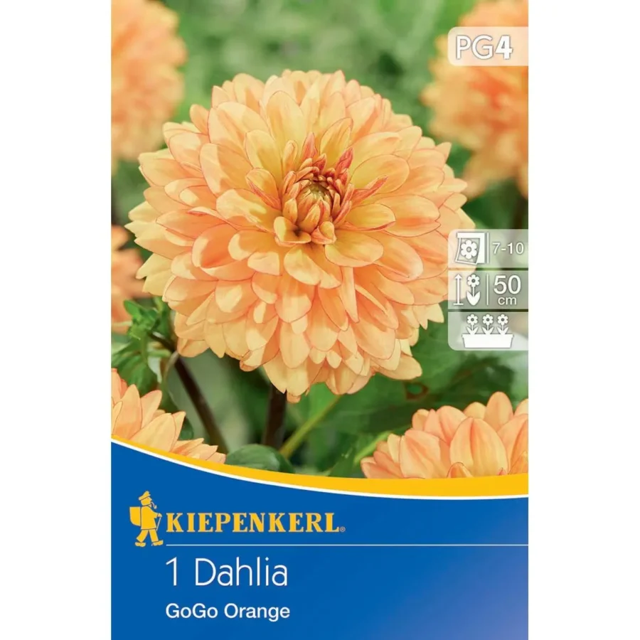 Kiepenkerl Beet- und Kübel-Dahlie Go Go Orange, leuchtend orange Blüten, perfekt für den Balkon, pflegeleicht und blühfreudig.