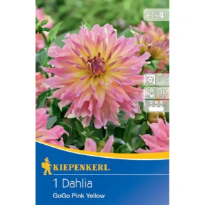 Beet- & Kübel-Dahlie Go Go Pink Yellow