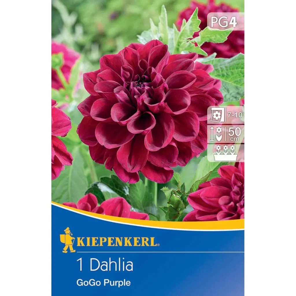 Kiepenkerl Beet-Kübel-Dahlie Go Go Purple, leuchtend lila, 40 cm hoch, ideal für bunte Gartengestaltung und Balkonpflanzung.