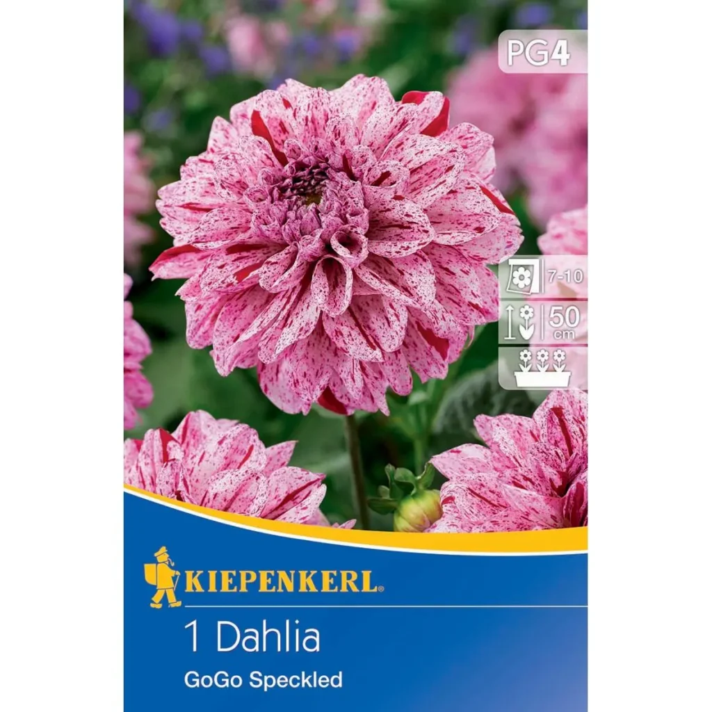 Kiepenkerl Beet-Kübel Dahlie Go Go Speckled, bunte Blütenpracht in leuchtenden Farben, ideal für Garten und Balkon, mehrjährig.
