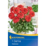 Beet- & Kübel-Dahlie Heatwave