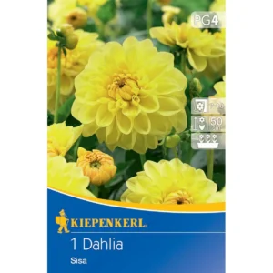 Beet- & Kübel-Dahlie Sisa