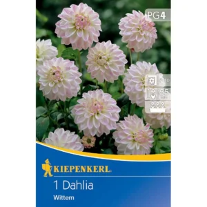 Beet- & Kübel-Dahlie Wittem