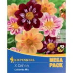 Bienenfreundlicher Halskrausen-Dahlie Mix