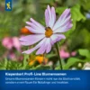 Kiepenkerl Blumenmischung Last Minute, bunte Blütenvielfalt für sofortige Gartenschönheit, ideal für schnelle und blühende Ergebnisse.