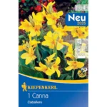 Blumenrohr Caballero