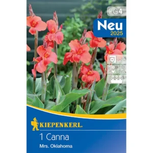 Blumenrohr Miss Oklahoma