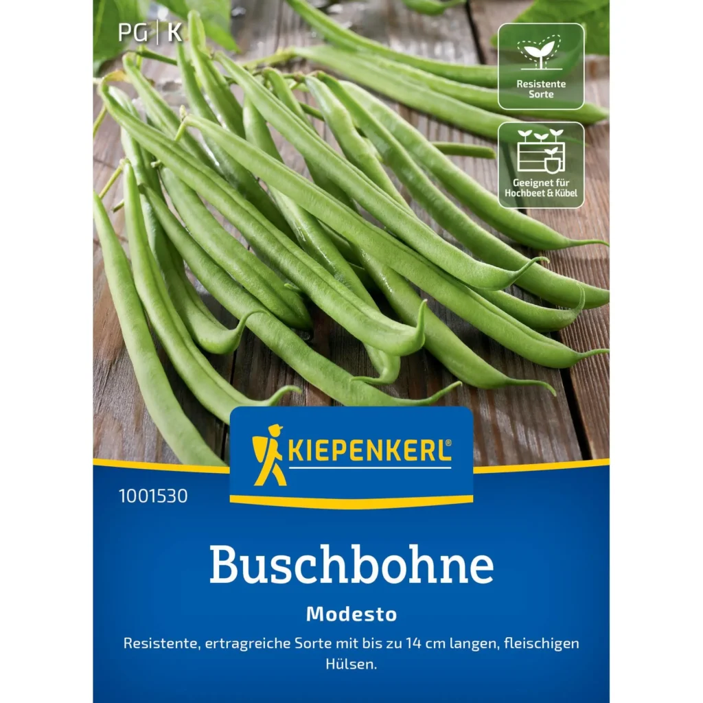 Kiepenkerl Buschbohne Modesto, schmackhafte und ertragreiche Sorte, ideal für den eigenen Garten – platzsparend und pflegeleicht.