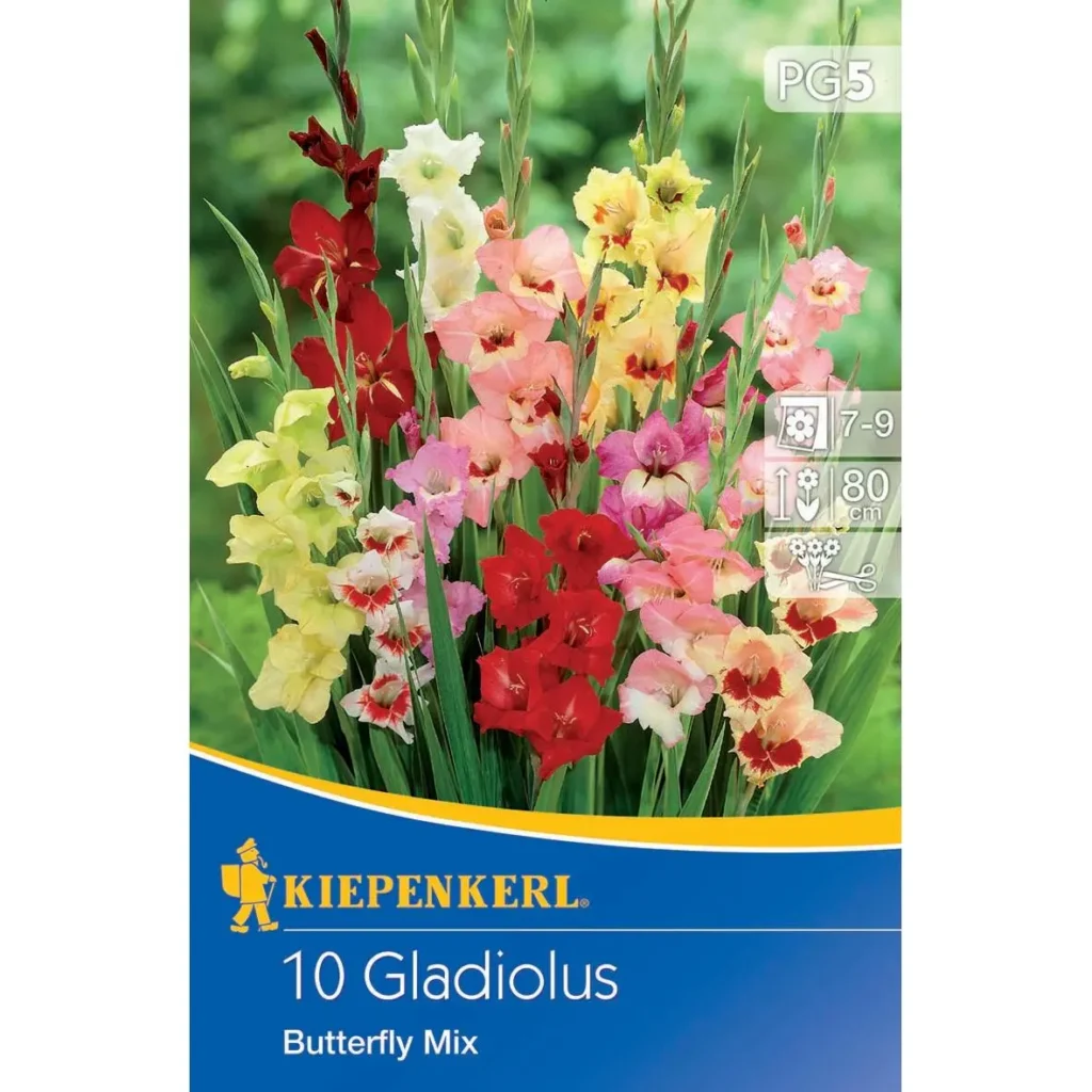 Kiepenkerl Butterfly-Gladiole-Mischung, bunte Blumenzwiebeln für üppige Gartenblüten, ideal zur Aufwertung von Beeten und Balkon.