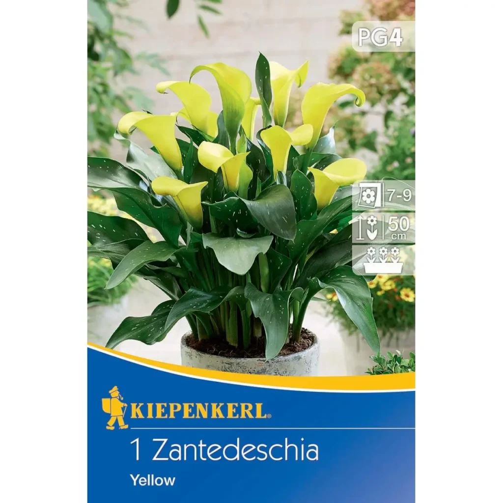 Kiepenkerl Calla Gelb, strahlende Blütenpracht, ideal für halbschattige Gärten, ca. 60 cm hoch, robust und pflegeleicht.