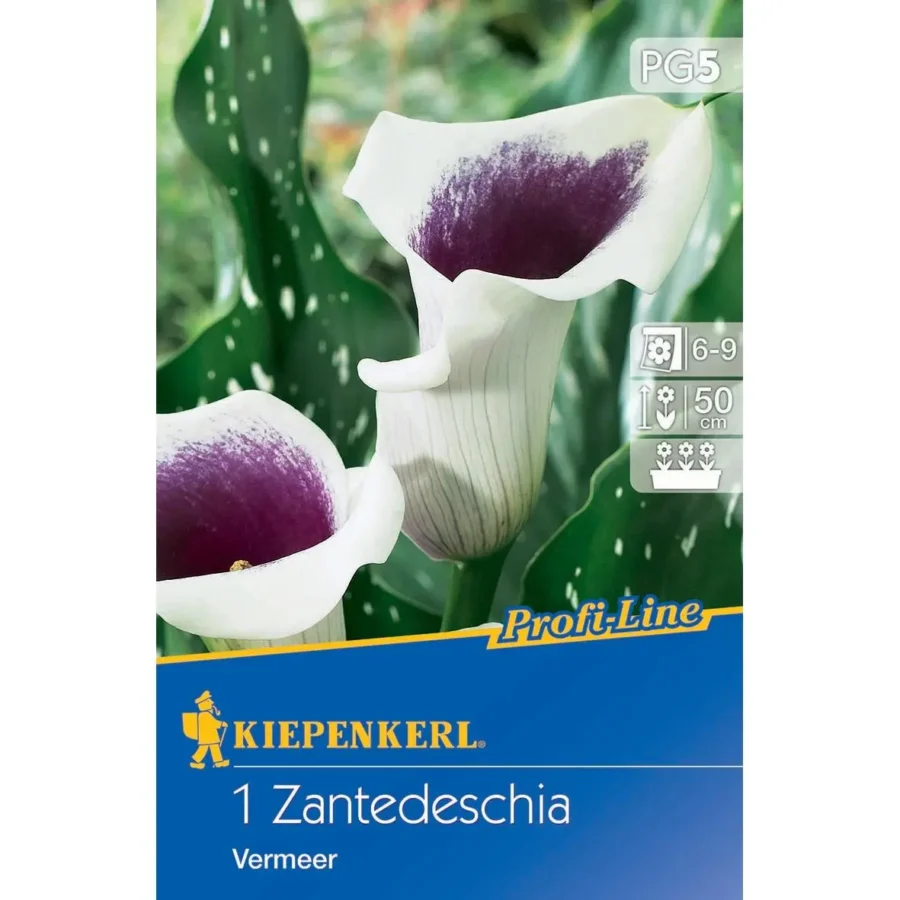 Kiepenkerl Calla Vermeer, elegante weiße Blüten mit gelben Akzenten, ideal für Gartenbeete oder Pflanzgefäße, Höhe 60 cm.