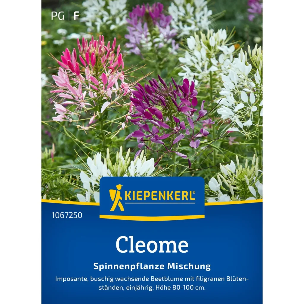 Kiepenkerl Cleomesamen-Mischung, ideal für bunte Blumenbeete, mehrjährig, robust und pflegeleicht, für kreative Gartenprojekte.